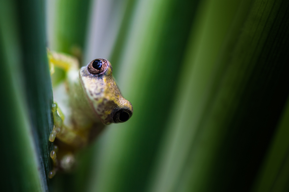 Klughammer was guckst du